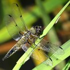 --- Vierfleck (Libellula quadrimaculata) ---