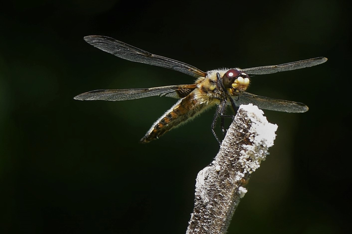 Vierfleck – Libellula quadrimaculata