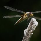 Vierfleck – Libellula quadrimaculata