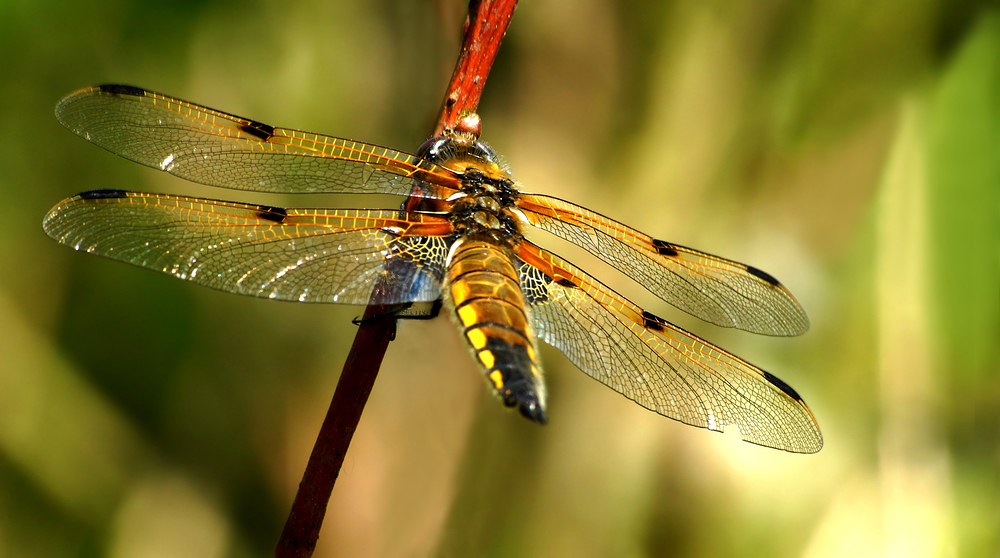 Vierfleck (Libellula quadrimaculata)