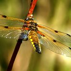 Vierfleck (Libellula quadrimaculata)