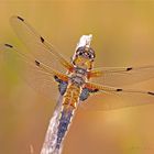 Vierfleck (Libellula quadrimaculata)