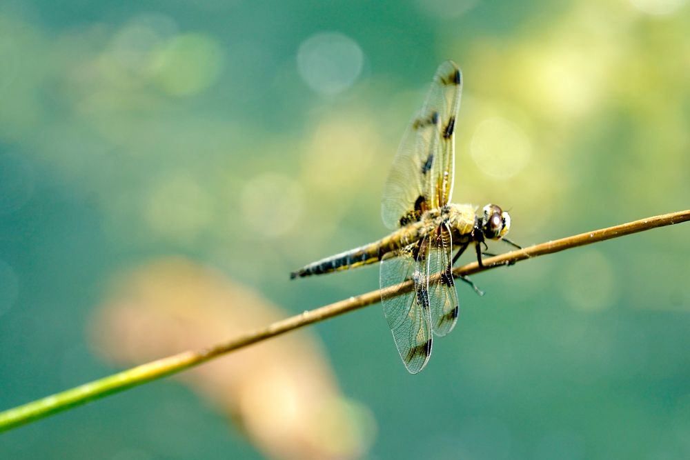 Vierfleck (Libellula quadrimaculata)