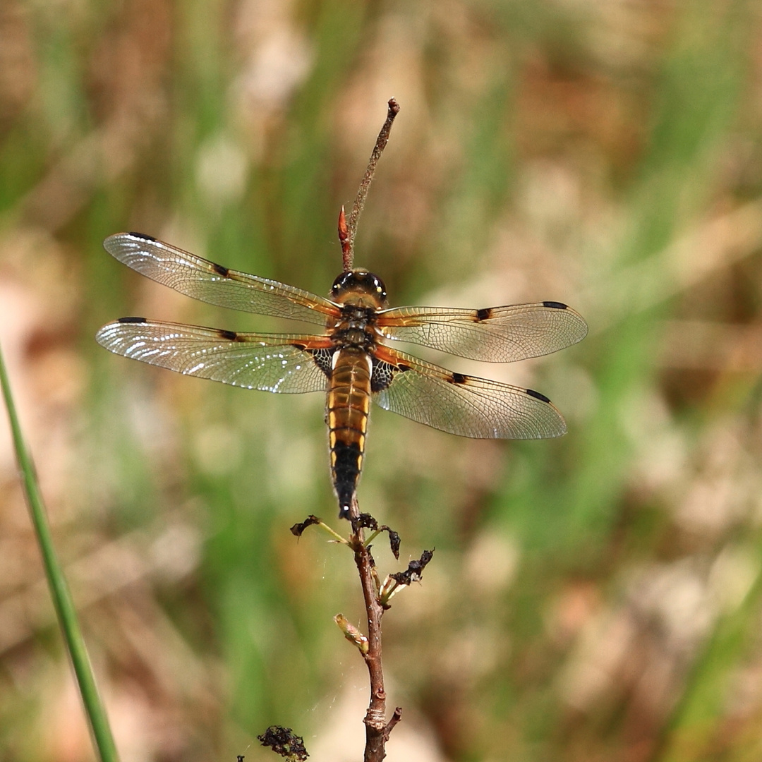 Vierfleck (Libellula quadrimaculata)