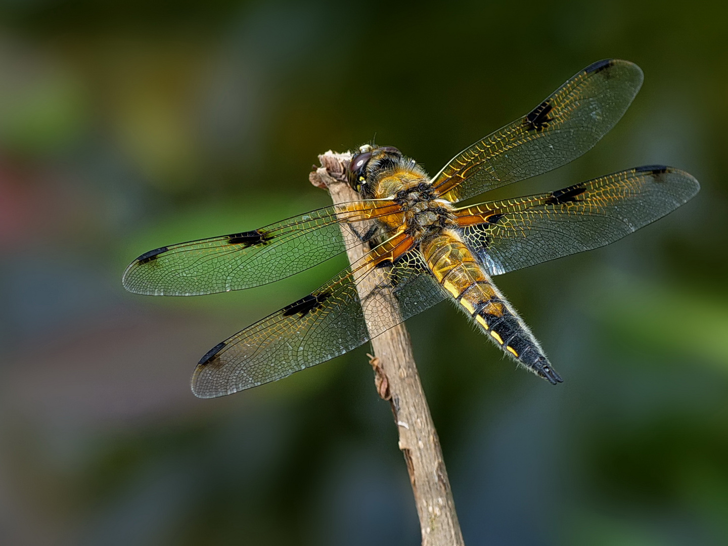 Vierfleck (Libellula quadrimaculata)...