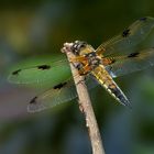 Vierfleck (Libellula quadrimaculata)...