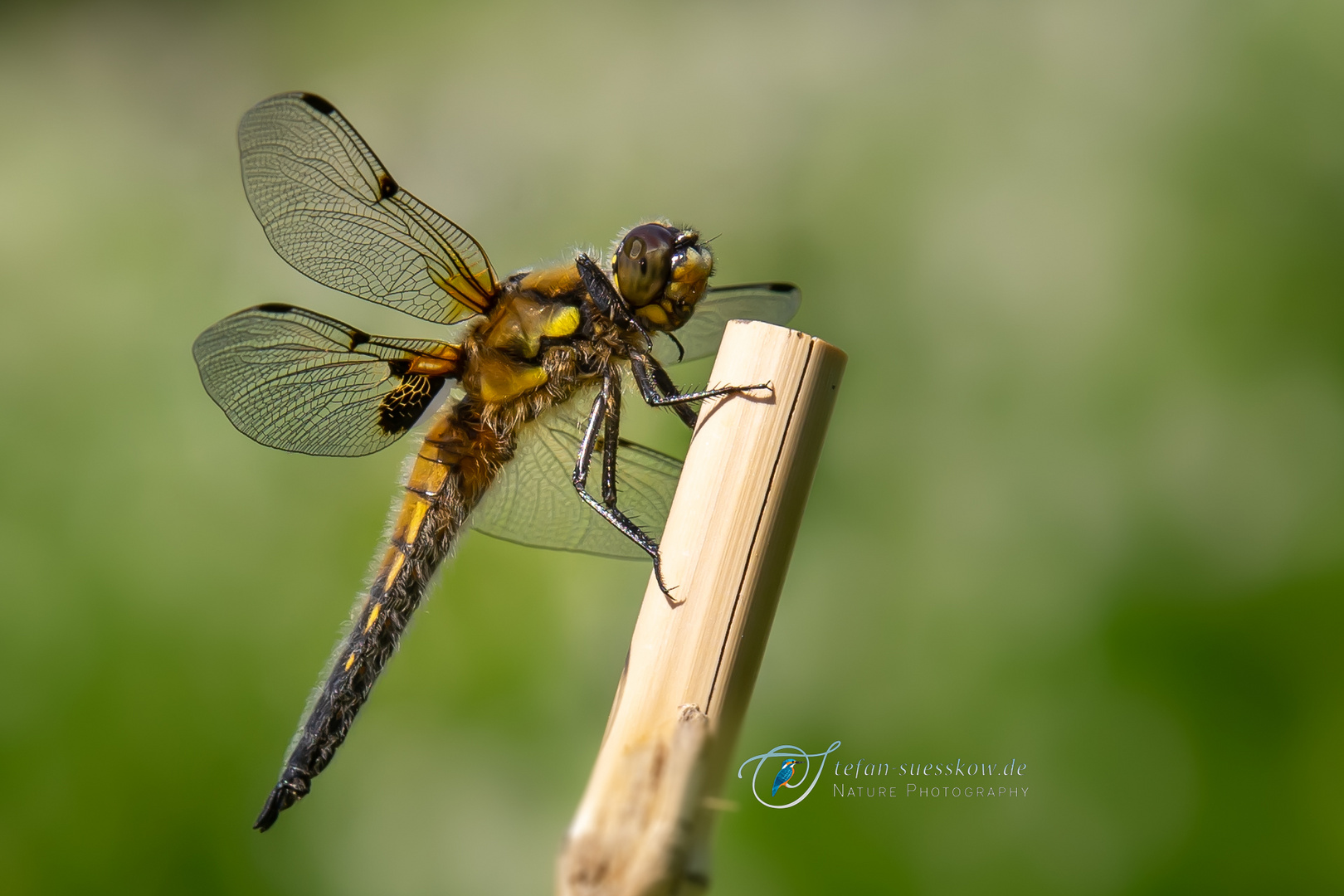 Vierfleck (Libellula quadrimaculata)