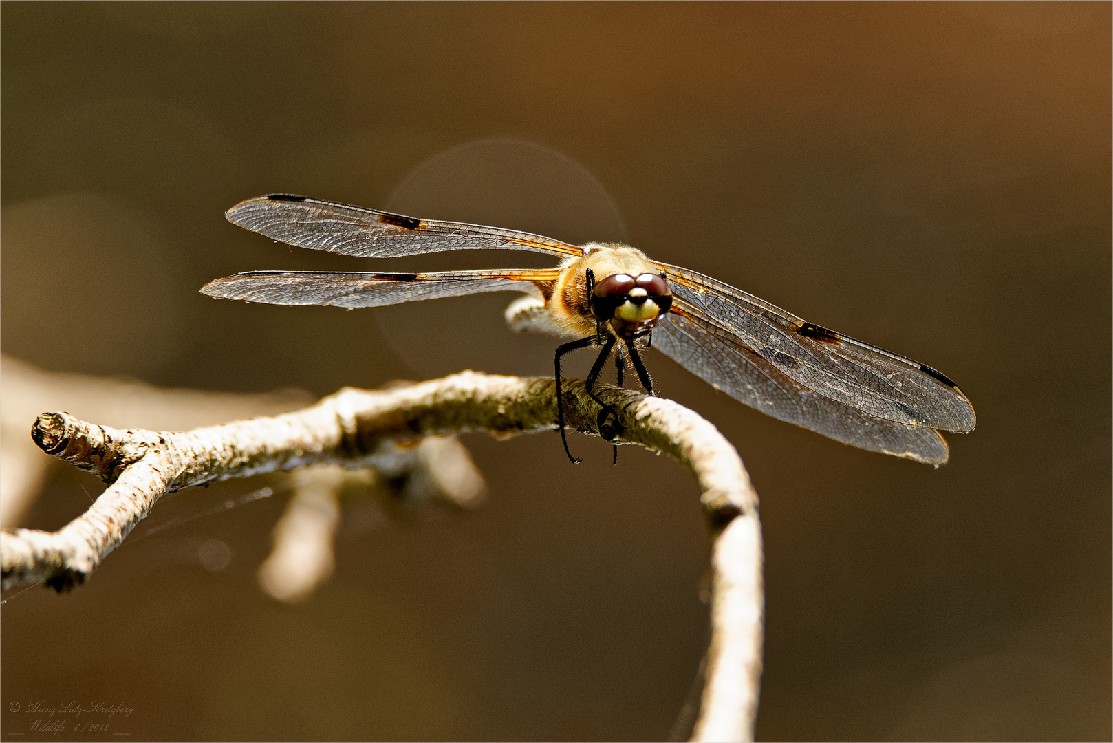 Vierfleck (Libellula quadrimaculata)