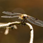 Vierfleck (Libellula quadrimaculata)