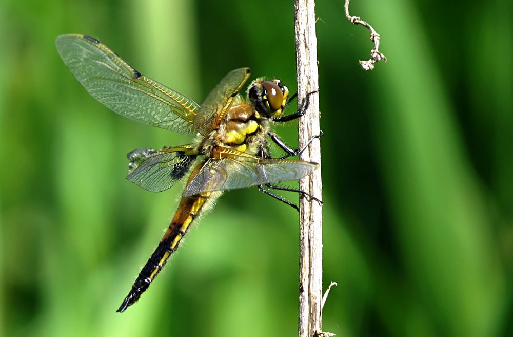 --- Vierfleck (Libellula quadrimaculata) ---