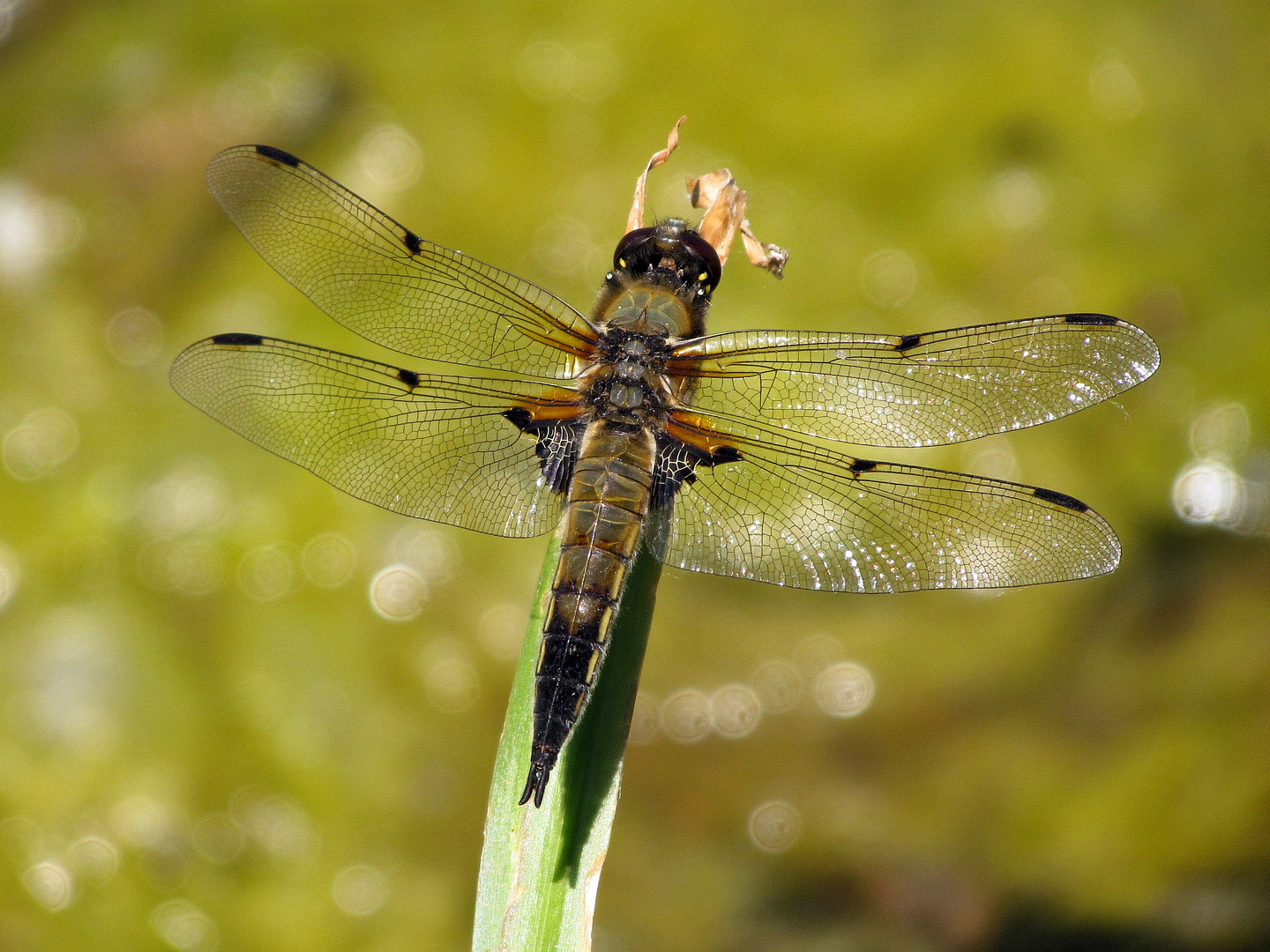 Vierfleck (Libellula quadrimaculata) 