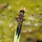 Vierfleck (Libellula quadrimaculata) 