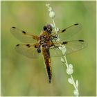 Vierfleck - Libellula quadrimaculata -