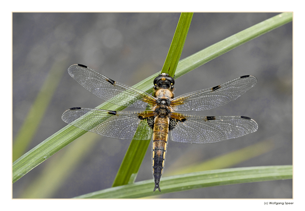 Vierfleck (Libellula quadrimaculata)