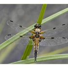 Vierfleck (Libellula quadrimaculata)