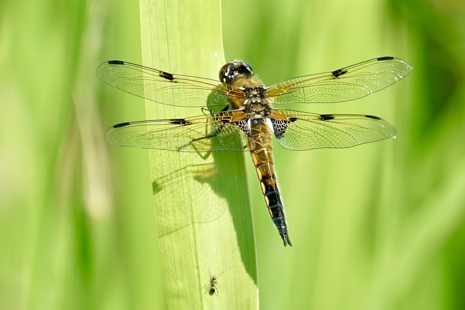 Vierfleck (Libellula quadrimaculata)