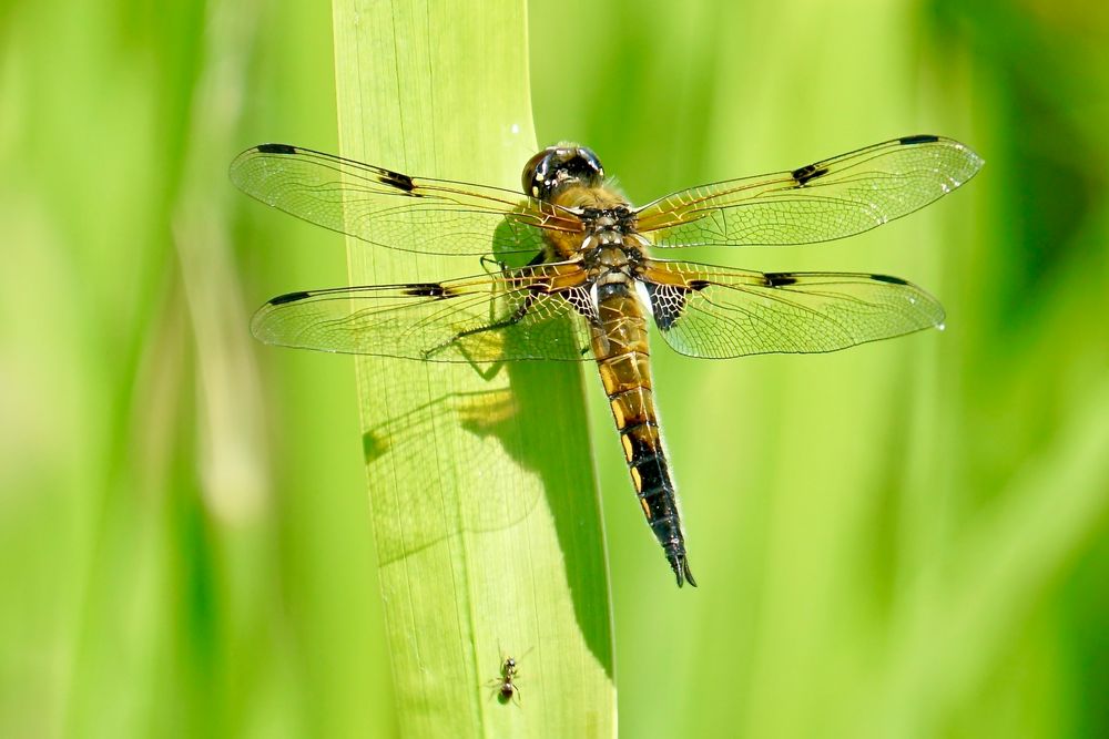 Vierfleck (Libellula quadrimaculata)