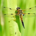 Vierfleck (Libellula quadrimaculata)