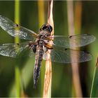 vierfleck (libellula quadrimaculata)