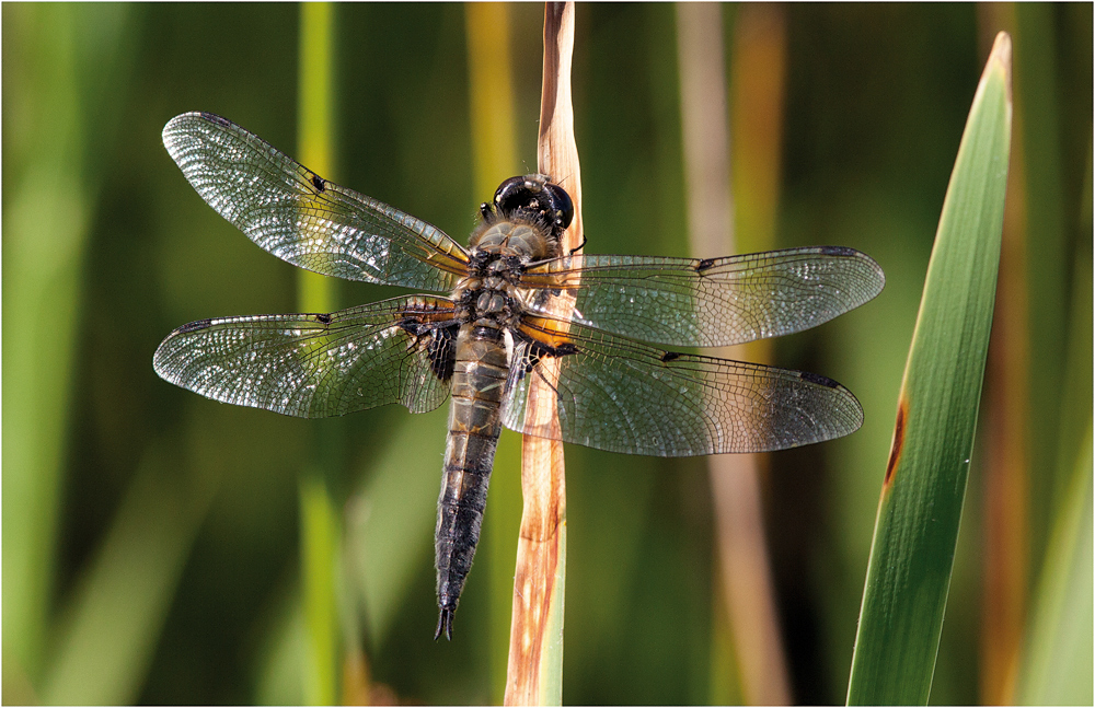 vierfleck (libellula quadrimaculata)