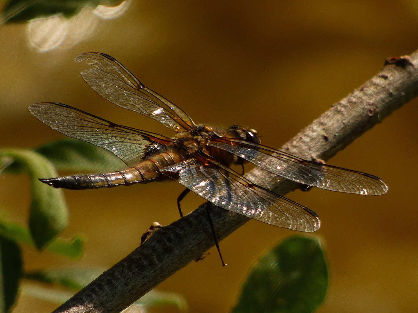 Vierfleck (Libellula quadrimaculata)