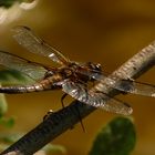 Vierfleck (Libellula quadrimaculata)