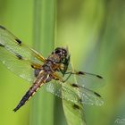 "Vierfleck" (Libellula quadrimaculata)