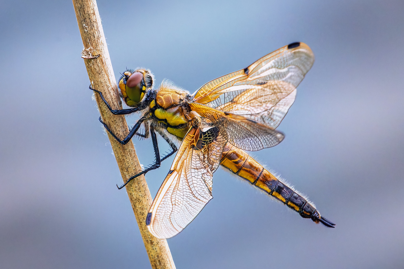 Vierfleck – libellula quadrimaculata