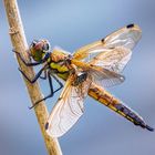 Vierfleck – libellula quadrimaculata