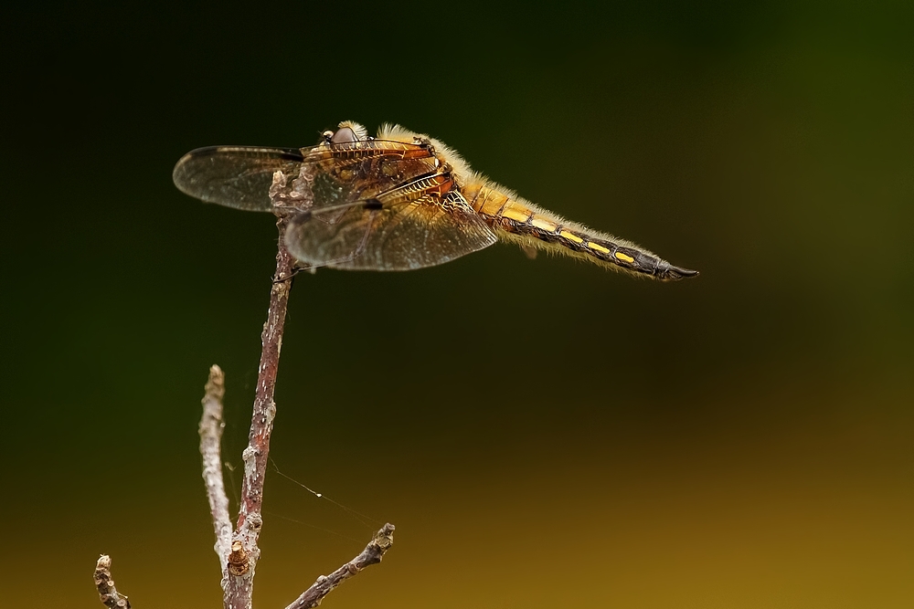 Vierfleck - Libellula quadrimaculata