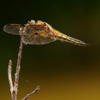 Vierfleck - Libellula quadrimaculata