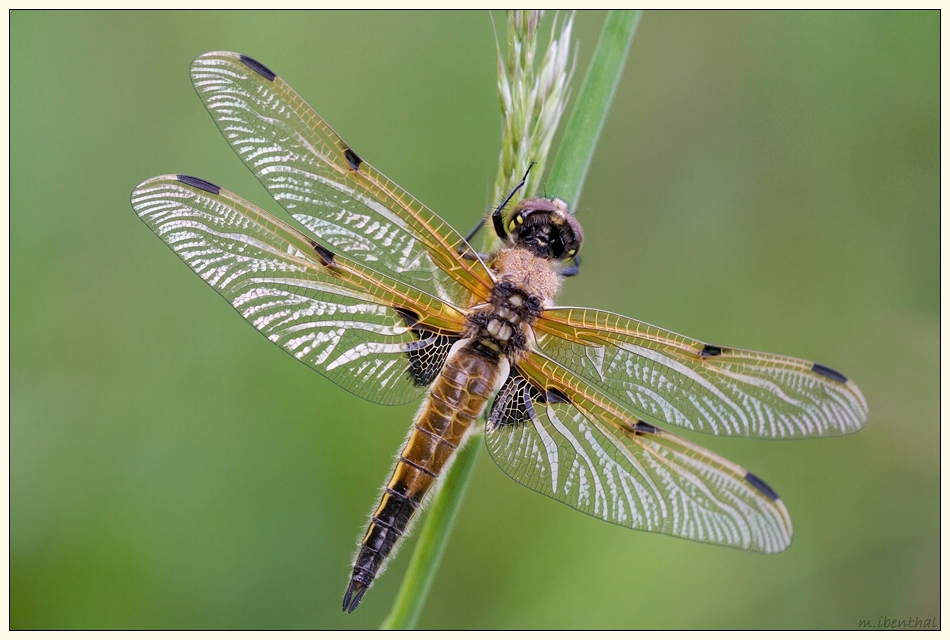 Vierfleck (Libellula quadrimaculata)