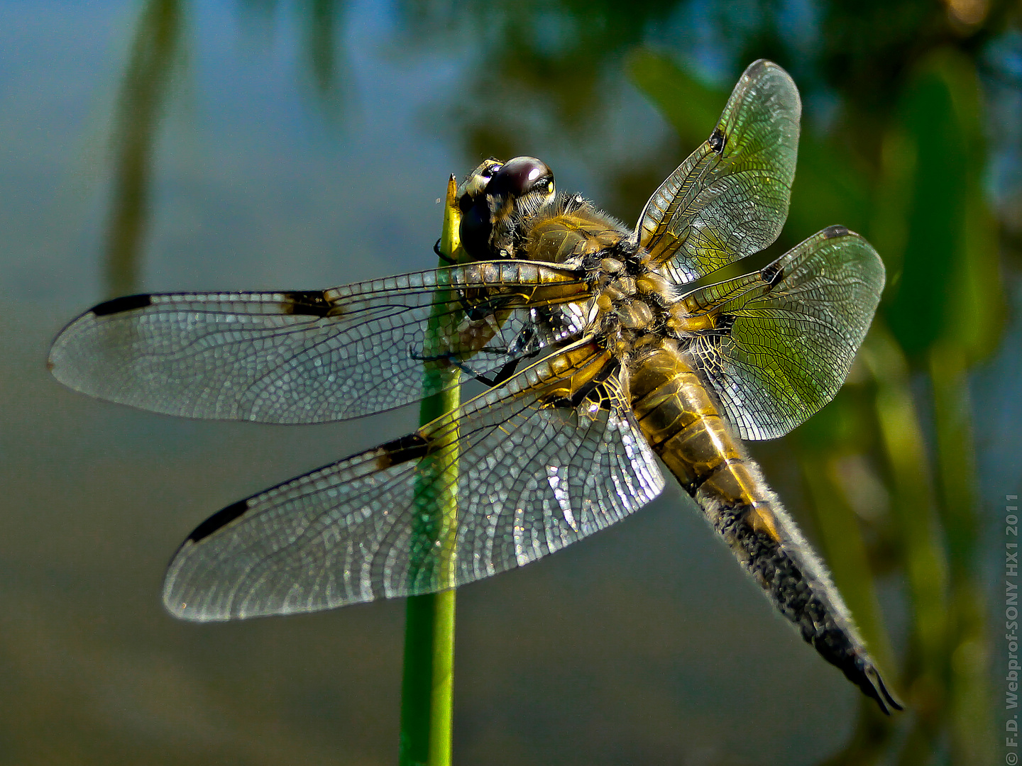 Vierfleck - Libellula quadrimaculata