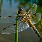 Vierfleck - Libellula quadrimaculata