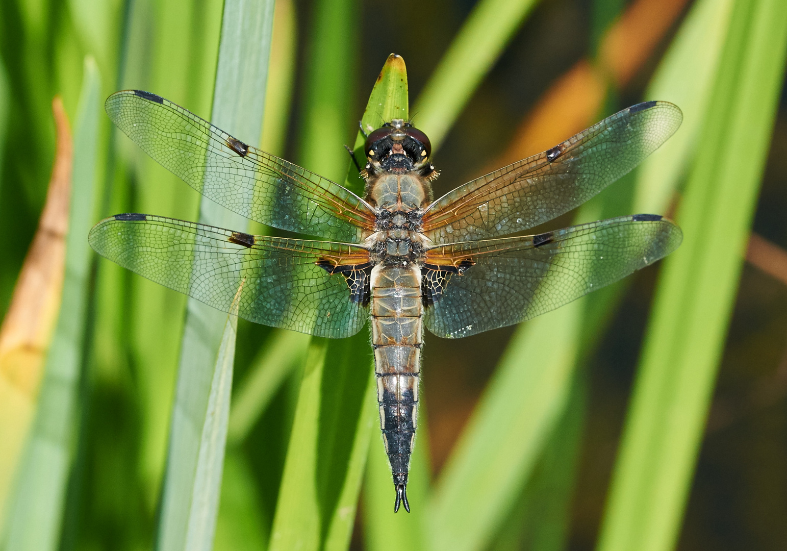 Vierfleck (Libellula quadrimaculata)