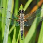 Vierfleck (Libellula quadrimaculata)