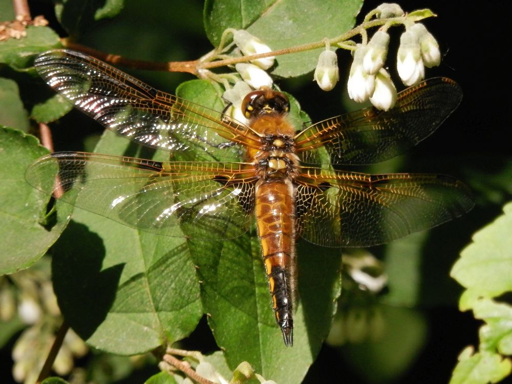 Vierfleck (Libellula quadrimaculata)