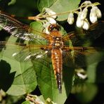 Vierfleck (Libellula quadrimaculata)