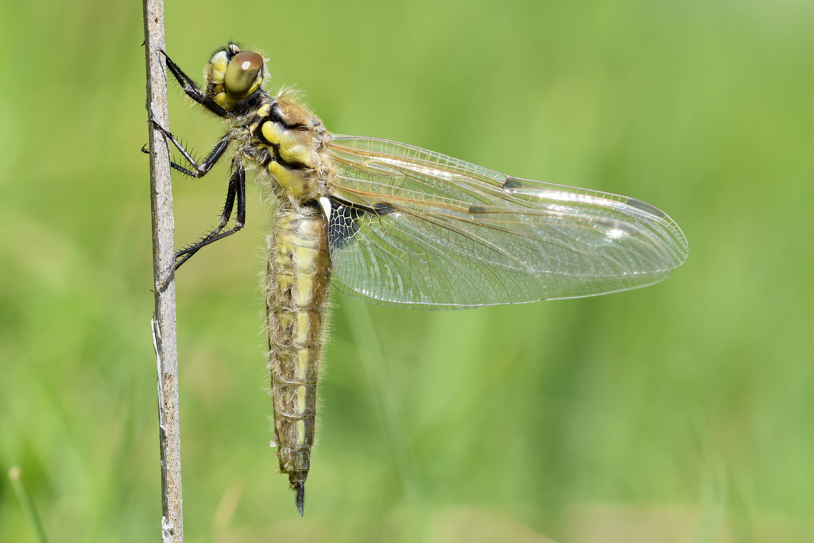 Vierfleck (Libellula quadrimaculata)