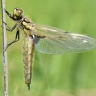 Vierfleck (Libellula quadrimaculata)