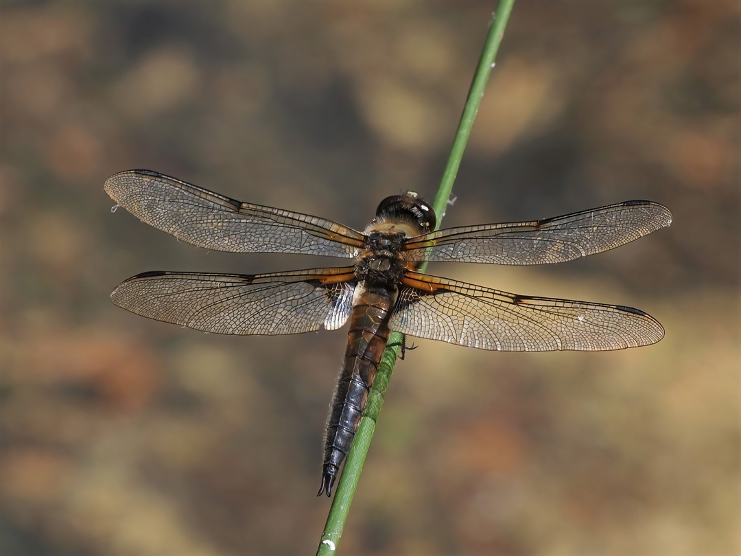 Vierfleck – Libellula quadrimaculata