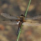 Vierfleck – Libellula quadrimaculata