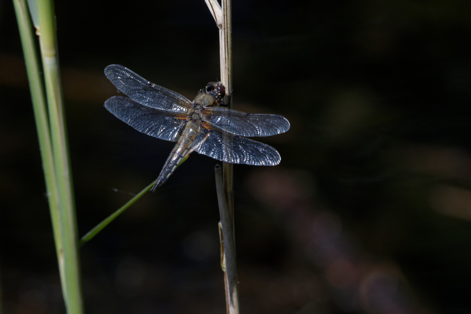 Vierfleck (Libellula quadrimaculata)