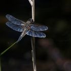 Vierfleck (Libellula quadrimaculata)