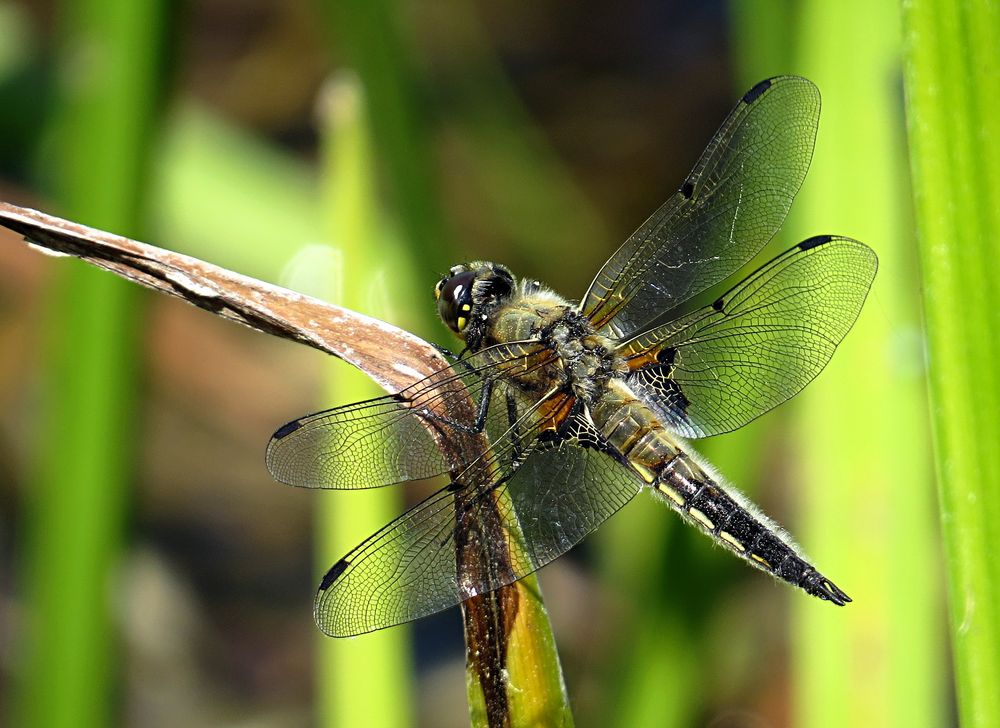 --- Vierfleck (Libellula quadrimaculata) ---