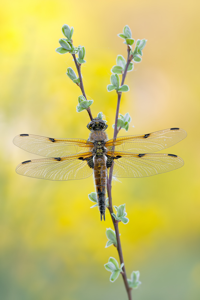 Vierfleck Libellula quadrimaculata