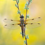 Vierfleck Libellula quadrimaculata