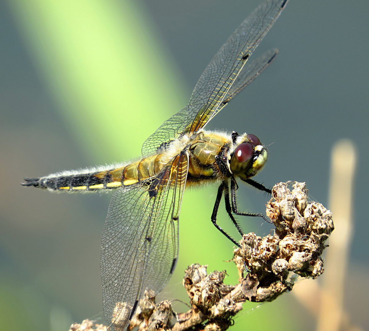 --- Vierfleck (Libellula quadrimaculata) ---