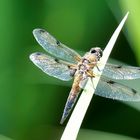 Vierfleck (Libellula quadrimaculata)