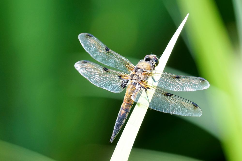 Vierfleck (Libellula quadrimaculata)